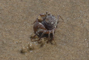 Krabbetje op het Tanjung Aru strand